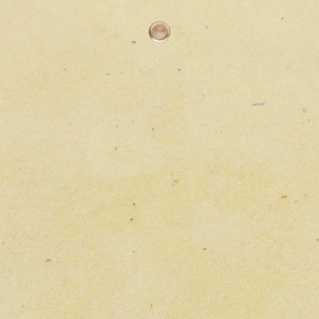 vanille01e6a39d30d7bf760a376ce9cf603318a1.jpg